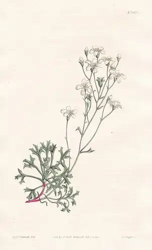 Saxifraga Ceratophylla. Shining-calyxed Saxifrage. Tab. 1651 - Matten-Steinbrech / Espana Spanien Spain / Pfla