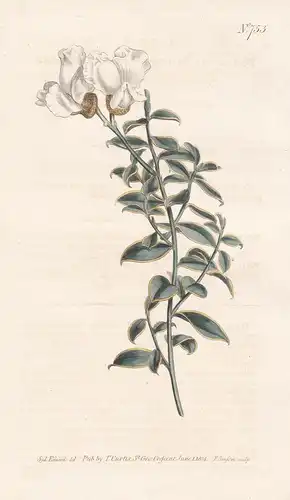 Podalyria Biflora. Two-flowered Podalyria, or Sophora. Tab. 753 - South Africa Südafrika / Pflanze Pflanzen pl