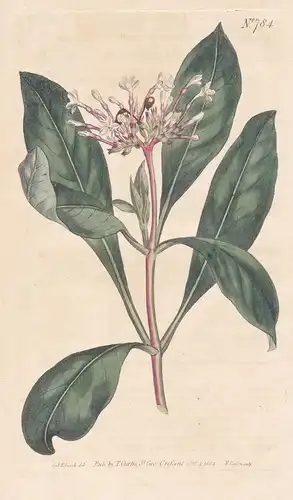 Ophioxylum Serpentinum. Three-leaved Orhioxylum. Tab. 784 - Rauvolfia serpentina Indian snakeroot Indische Sch