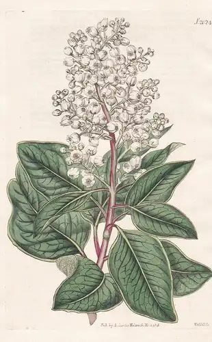 Arbutus Andrachne. Oriental strawberry-tree. Tab. 2024 - Strawberry tree / Levant Crimea Krim / Pflanze Pflanz