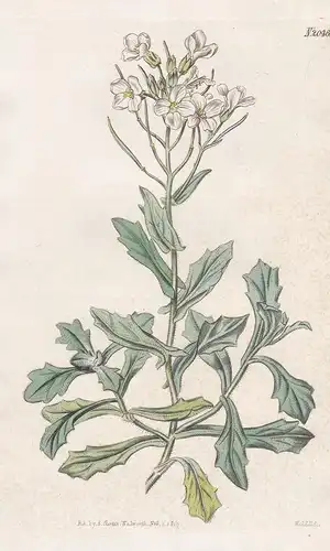 Arabis Caucasica. Early-flowered wall-cress. Tab. 2046 - Gänsekresse mountain rock cress / Pflanze Pflanzen pl