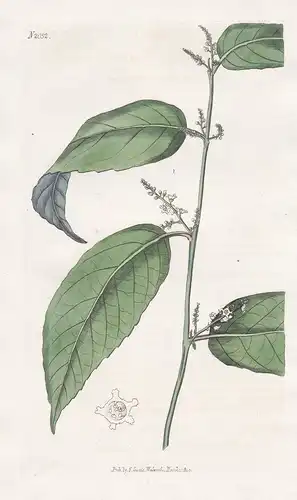 Baeobotrys Indica. Indian Baeobotrys. Tab. 2052 - Bangladesch / Pflanze Pflanzen plant plants / flower flowers