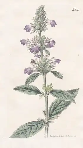 Anisomeles Malabarica. Malabar Anisomeles. Tab. 2071 - Malabar-Katzenminze Malabar catmint / India Indien / Pf