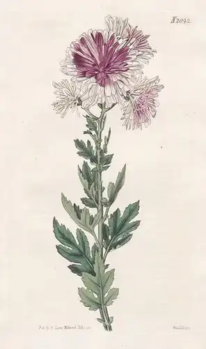 Chrysanthemum Indicum. Changeable white Indian Chrysanthemum. Tab. 2042 - Herbst-Chrysantheme / China / Pflanz