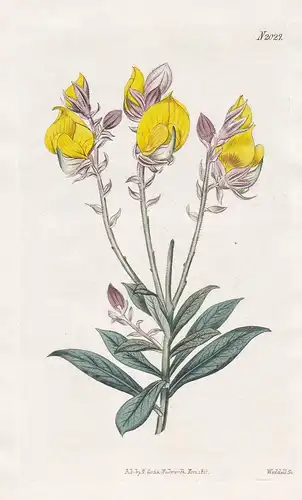 Crotalaria Pulcherrima. Mysore Crotalaria. Tab. 2027 - rattlepod rattlebox / India Indien / Pflanze Pflanzen p