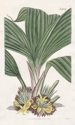 Curculigo Latifolia. Broad-leaved Curculigo. Tab. 2034 - Indonesia Indonesien / Pflanze Pflanzen plant plants