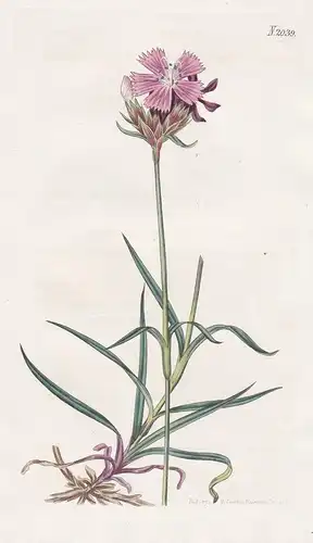 Dianthus Carthusianorum. Carthusian Pink. Tab. 2039 - Kartäusernelke Steinnelke Nelke carnation pink / Pflanze