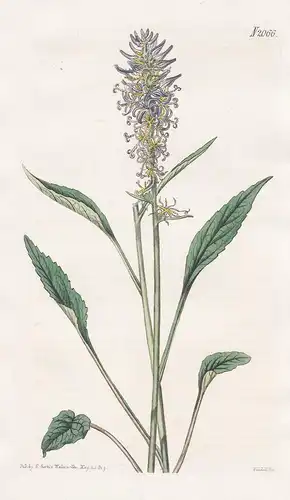 Phyteuma Betonicifolium. Betony-leaved Rampion. Tab. 2066 - Teufelskralle Rapunzel / Pflanze Pflanzen plant pl