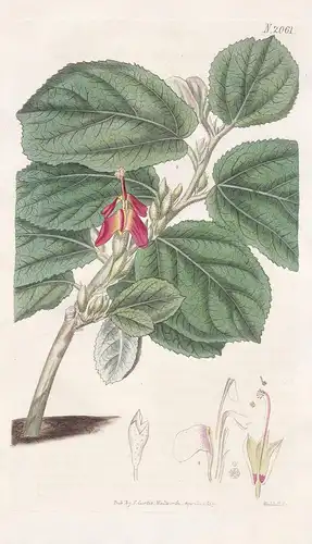 Helicteres Isora. Nut-leaved screw-tree. Tab. 2061 - Schraubenbaum screw tree / Pflanze Pflanzen plant plants