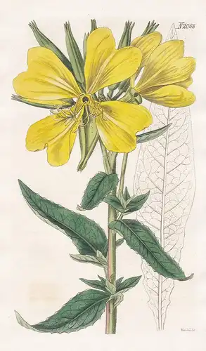 Oenothera Grandiflora, Pubescent. Great-flowered Oenothera. Tab. 2068 - Nachtkerze evening primrose / Carolina