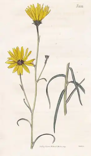 Helianthus Angustifolius. Narrow-leaved sun-flower. Tab. 2051 - Sonnenblume Narrowleaf sunflower / Carolina /