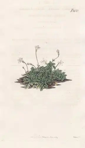 Lobelia Minima. Least Lobelia. Tab. 2077 - Lobelien Lobelie / South Africa Südafrika / Pflanze Pflanzen plant