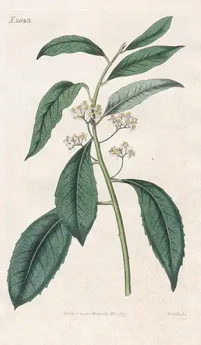 Ilex chinensis. Chinese Holly. Tab. 2043 - Ilex cornuta Chinesische Stechpalme / China / Pflanze Pflanzen plan