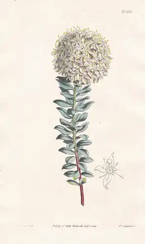 Lachnaea Buxifolia Glauca. Glaucous box-leaved Lachnaea. Tab. 1658 - South Africa Südafrika / Pflanze Pflanzen