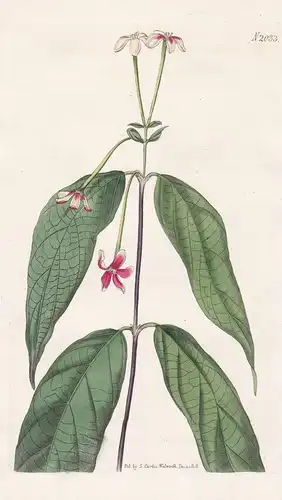 Quisqualis Indica. Indian Quisqualis. Tab. 2033 - Rangunschlinger Combretum indicum Rangoon creeper Wunderstra