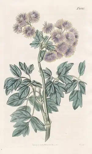 Thalictrum Aquilegifolium, Formosum. Purple-flowering Meadow-rue. Tab. 2025 - Wiesenraute meadow-rue Amstelrau