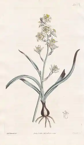 Helonias Glaberrima. Smooth-leaved Helonias. Tab. 1680 - Jochlilie Zigadenus lily Lilie / North America Nordam