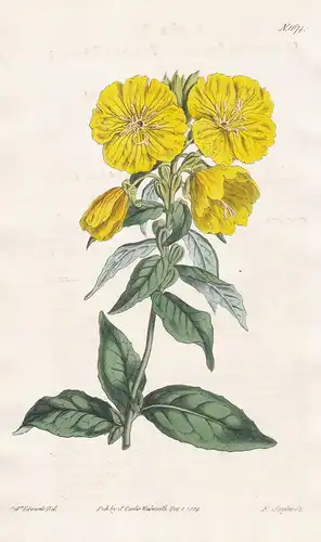 Oenothera Fraseri. Fraser's evening Primrose. Tab. 1674 - Nachtkerze Evening primrose / Nordamerika North Amer