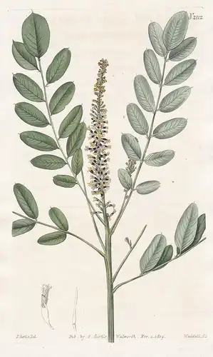 Amorpha Nana. Dwarf bastard Indigo. Tab. 2112 - dwarf indigobush / Nordamerika North America / Pflanze Pflanze