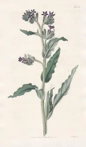 Anchusa Undulata. Waved-leaved Bugloss. Tab. 2119 - Ochsenzunge bugloss / Spain Espana Spanien Portugal / Pfla