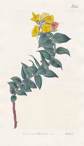 Borbonia Ruscifolia. Butcher's-broom-leaved Borbonia. Tab. 2128 -  Ruscus aculeatus butcher's-broom Mäusedorn