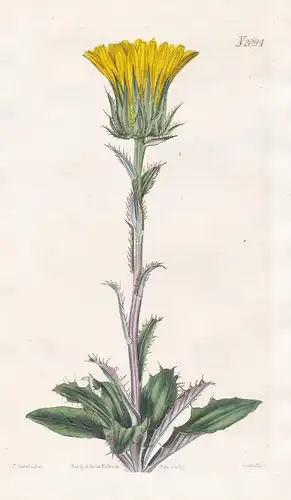 Berckheya Uniflora. One-flowered Berckheya. Tab. 2094 - Berkheya / South Africa Südafrika / Pflanze Pflanzen p