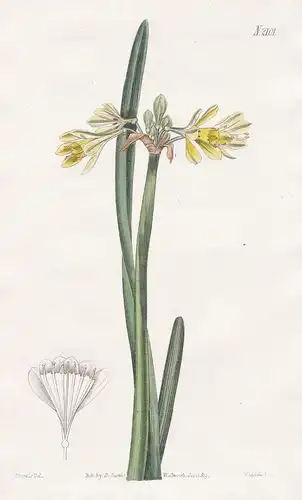 Calostemma Luteum. Yellow Calostemma. Tab. 2101 - Lilie lily / Australien Australia / Pflanze Pflanzen plant p