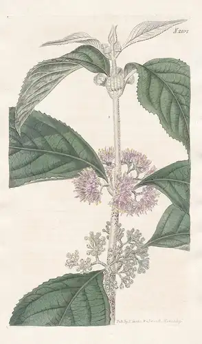 Callicarpa Cana. Malabar Hoary Callicarpa. Tab. 2107 - beautyberry / Asia Asien / Pflanze Pflanzen plant plant