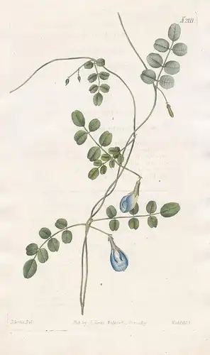Clitoria Heterophylla. Hooded-flowered Clitoria. Tab. 2111 - Klitorie pigeonwings bluebellvine / Pflanze Pflan