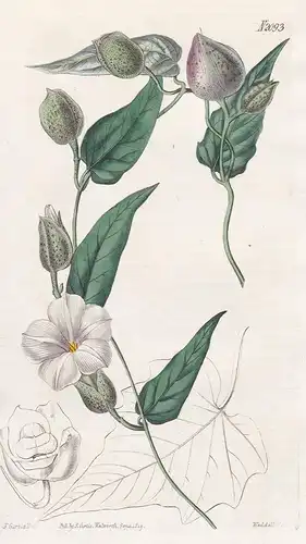 Convolvulus Turpethum. Turbith bindweed. Tab. 2093 - Winde turpeth fue vao / Pflanze Pflanzen plant plants / f
