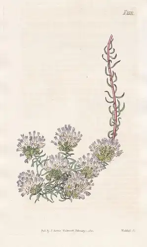 Coris Monspeliensis. Montpelier Coris. Tab. 2131 -  Erdkiefer / Pflanze Pflanzen plant plants / flower flowers