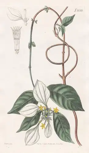 Mussaenda Pubescens. Chinese Mussaenda. Tab. 2099 - China / Pflanze Pflanzen plant plants / flower flowers Blu