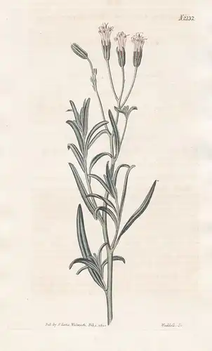 Palafoxia Linearis. Lavender-leaved Palafoxia. Tab. 2132 -  Palafox / Mexico Mexiko / Pflanze Pflanzen plant p