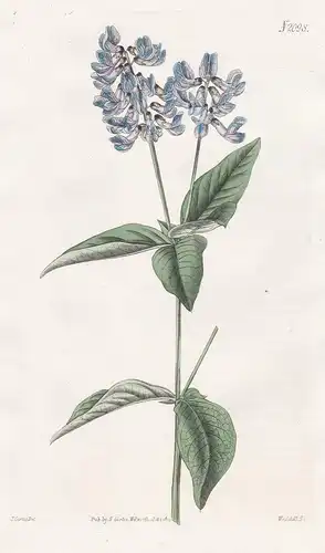 Orobus Lathyroides. Upright bitter-vetch. Tab. 2098 - Wicke / Siberia Sibirien / Pflanze Pflanzen plant plants