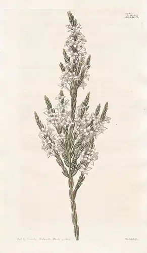 Struthiola Erecta. Upright Struthiola. Tab. 2138 -  South Africa Südafrika / Pflanze Pflanzen plant plants / f
