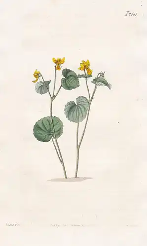 Viola Biflora. Two-flowered Violet. Tab. 2089 - Veilchen Bergveilchen yellow violet / Pflanze Pflanzen plant p