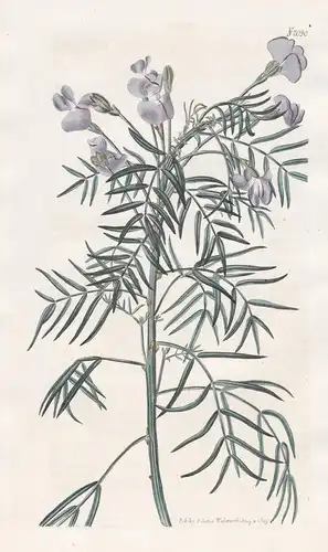 Psoralea Arborea. Tree-like Psoralea. Tab. 2090 - Südafrika South Africa / Pflanze Pflanzen plant plants / flo