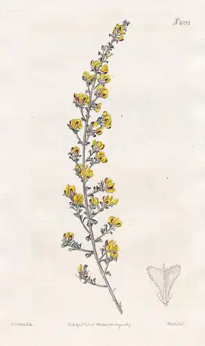 Pultenaea Biloba. Lobed-leaved Pultenaea. Tab. 2091 - rough bush-pea / Australien Australia / Pflanze Pflanzen