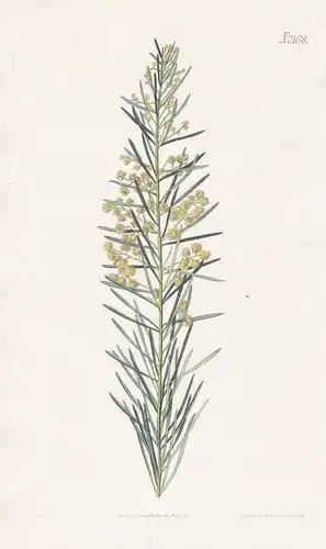 Acacia Linifolia. Flax-leaved Acacia. Tab. 2168 - Weiße Akazie white wattle / Pflanze plant / flower flowers B