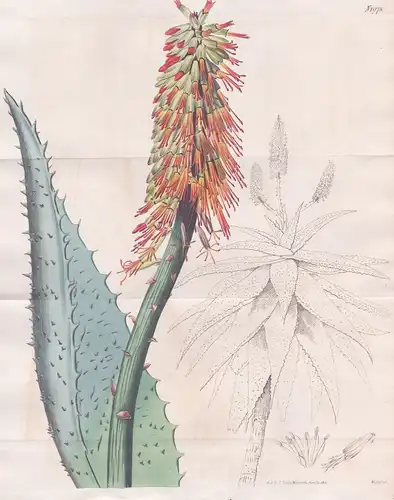 Aloe Ferox. Great hedge-hog Aloe. Tab. 1975 -  Affodill bitter aloe / South Africa Südafrika / Pflanze Pflanze