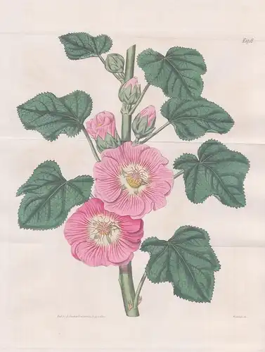 Althaea Caribaea. West-indian holly-hock. Tab. 1916 -  Stockrose hollyhock Malve Stockmalve / West Indies / Pf