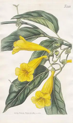 Bignonia Chamberlaynii. Chamberlayne's trumpet-flower. Tab. 2148 - Bignonia Chamberlainii / Brazil Brasil Bras