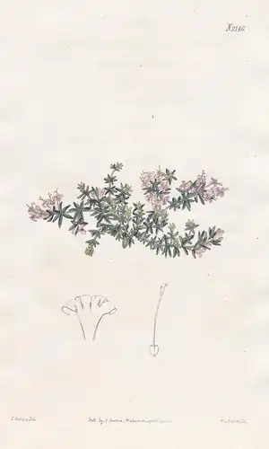 Asperula Arcadiensis. Arcadian Woodruff. Tab. 2146 - Pflanze Pflanzen plant plants / flower flowers Blume Blum