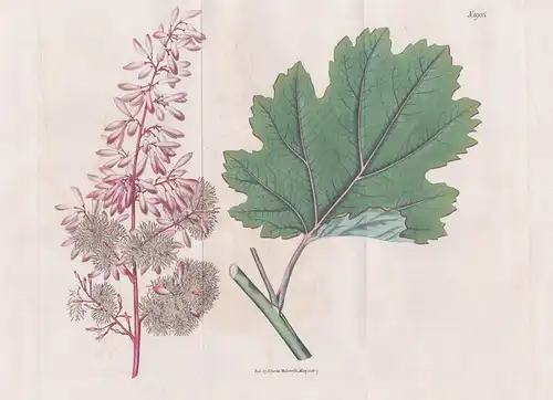 Bocconia cordata. Heart-leaved Bocconia. Tab. 1905 -  Federmohn plume-poppy / China / Pflanze Pflanzen plant p
