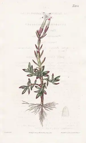 Crassula Jasminea. Jasmine-flowered Crassula. Tab. 2178 - Dickblatt Crassuloideae / South Africa Südafrika / P