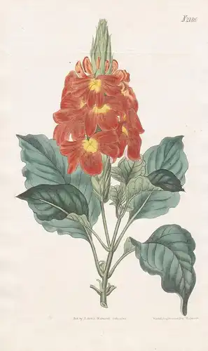 Crossandra Undulaefolia. Waved-leaved Crossandra. Tab. 2186 -  Tapirblume / East Indies / Pflanze Pflanzen pla