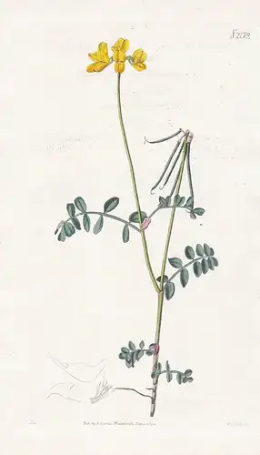 Coronilla Minima. Jaquin's least Coronilla. Tab. 2179 - Kronwicke Wicke vetch / Pflanze plant / flower flowers