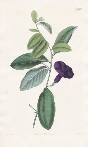 Ipomoea Atrosanguinea. Puce-coloured Ipomaea. Tab. 2170 - morning glory Prunkwinde Winde / Pflanze plant / flo