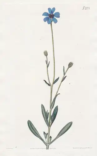 Kaulfussia Amelloides. Cape-aster-like Kaulfussia. Tab. 2177 - blue daisy bush Kapaster Felicia amelloides / S