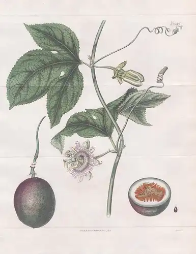Passiflora Edulis. Purple-fruited passion-flower. Tab. 1989 - Passionsfrucht passion fruit Frucht Passionsblum